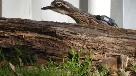 news thumbnail image