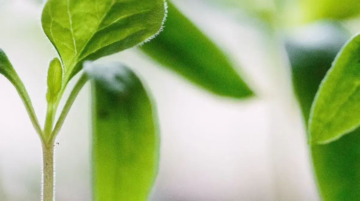 Graduate Certificate of Environment