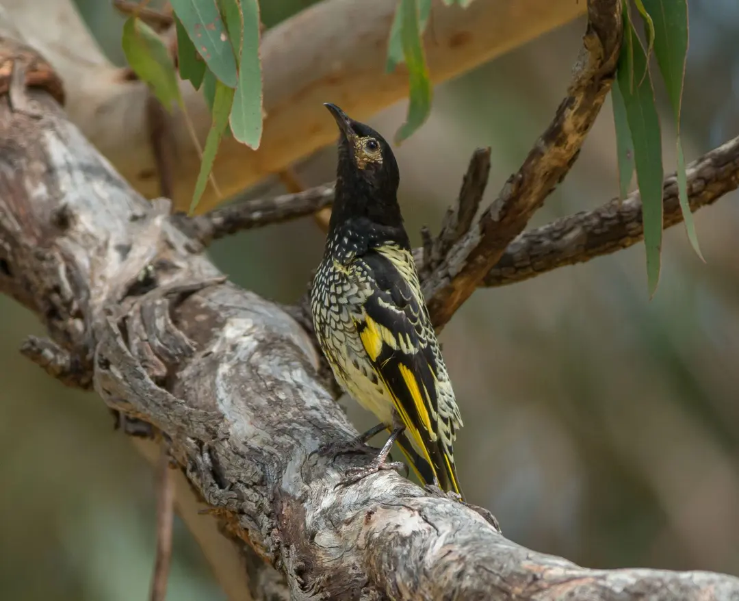 The critically endangered regent honeyeater