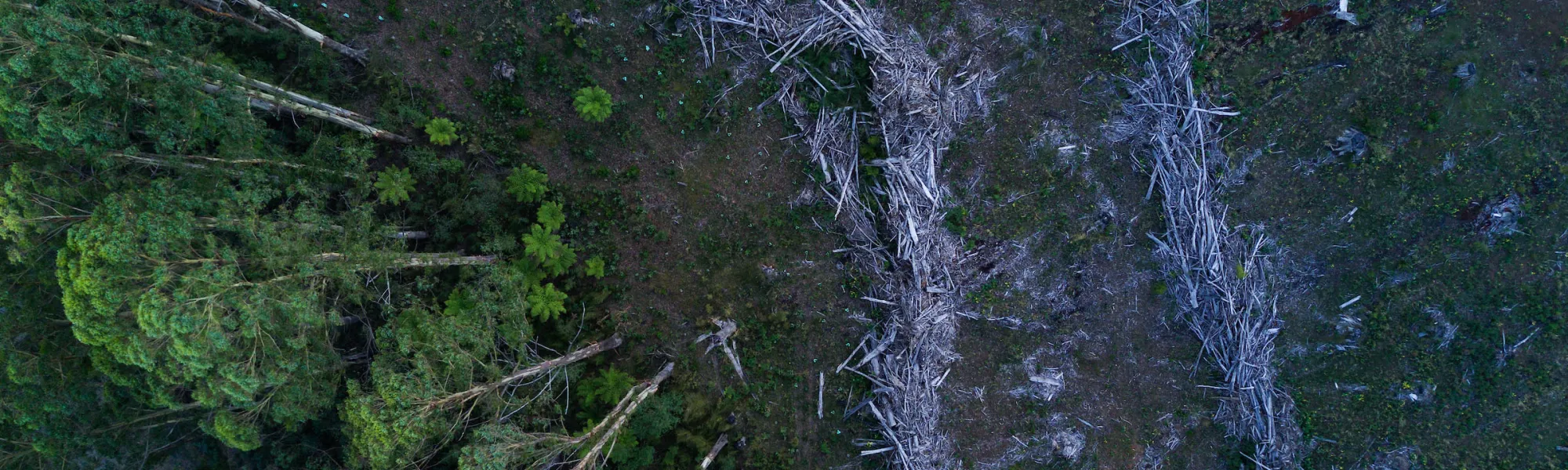 David Lindenmayer tree logging