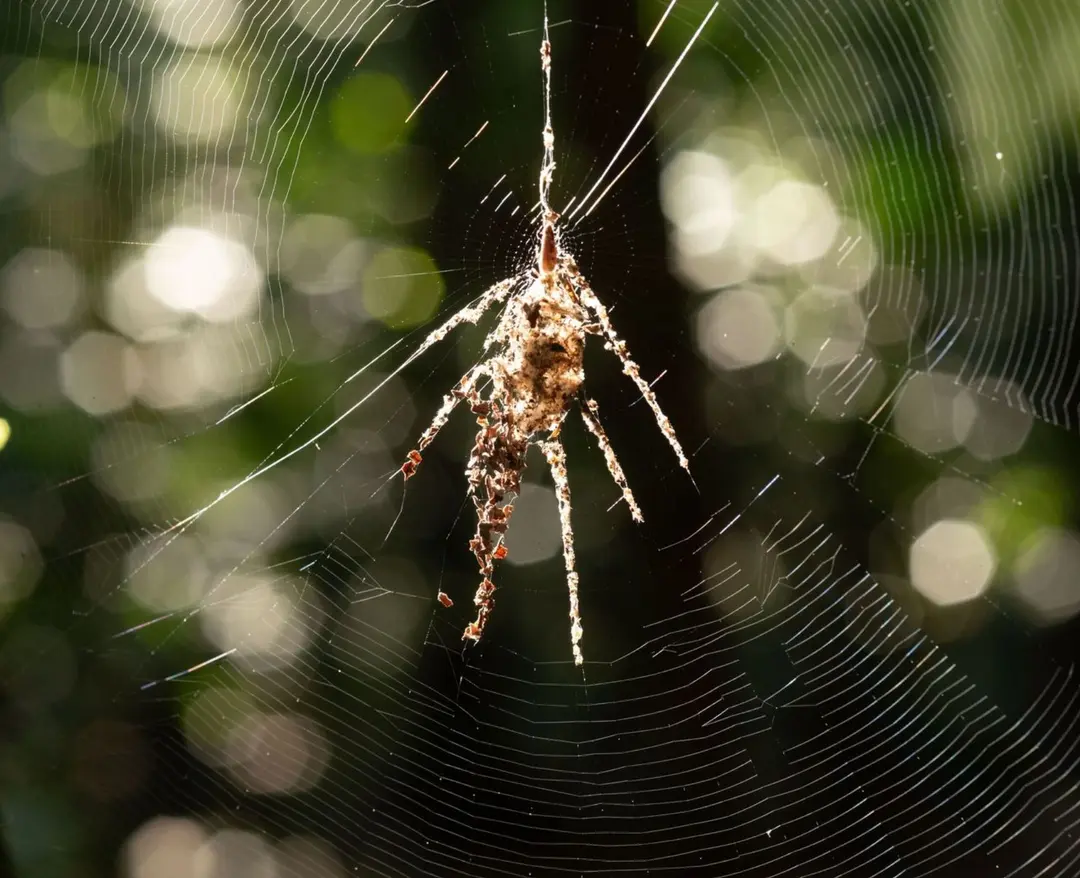 Tropical spiders build giant doppelgängers to survive
